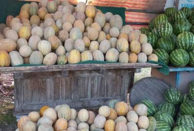 گزارش تصویری/ شکایت مردم از افزایش بهای میوه در شهر هرات  