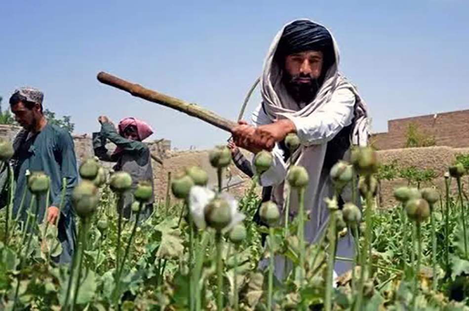 IEA: Poppy Cultivation Reduced to Almost Zero