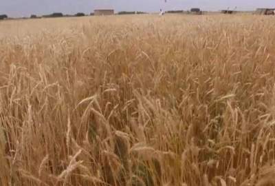 حاصلات گندم در زابل پنجاه درصد افزایش یافته است