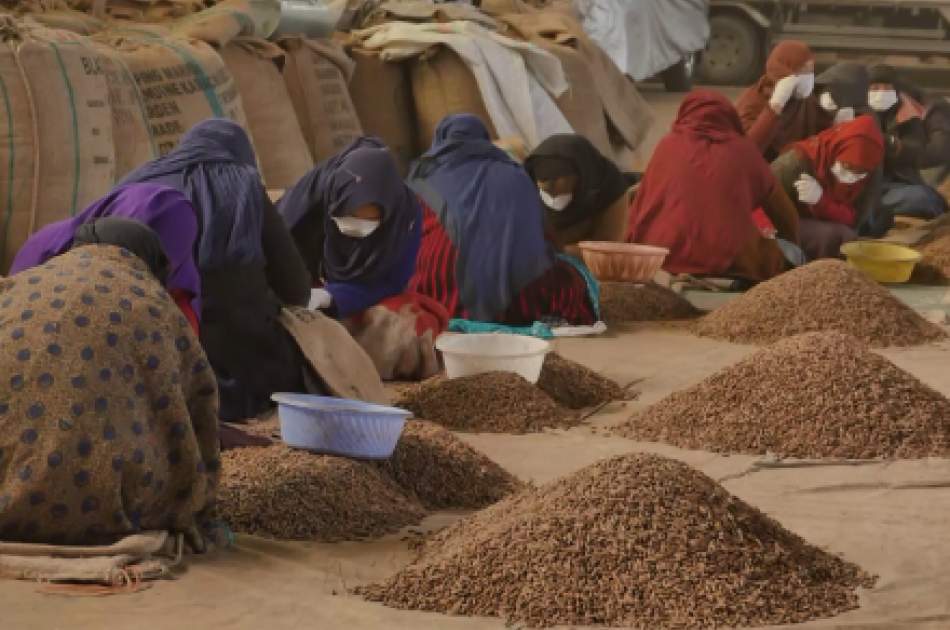 Afghanistan has Exported 2,000 tons of Pine Nuts in Past 5 Months