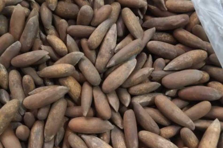 Afghan Pine Nuts Worth 1,800 Mln Exported in past 5 Months