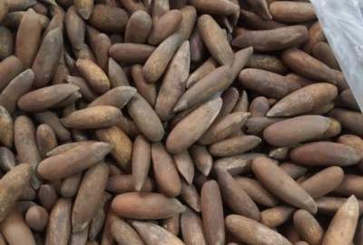 Afghan Pine Nuts Worth 1,800 Mln Exported in past 5 Months