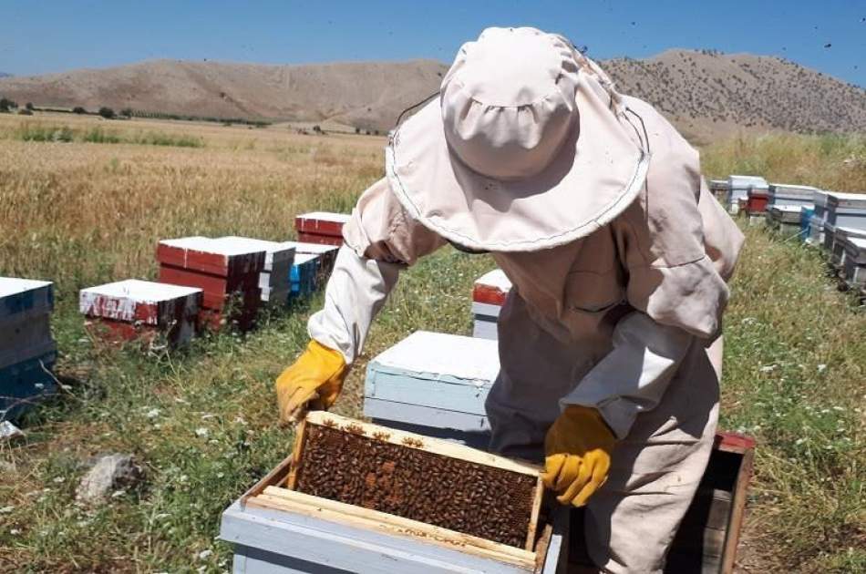 افزایش ۶۰ درصدی تولید عسل در میدان وردک