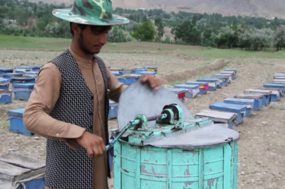 Honey Yield Increases in Maidan Wardak