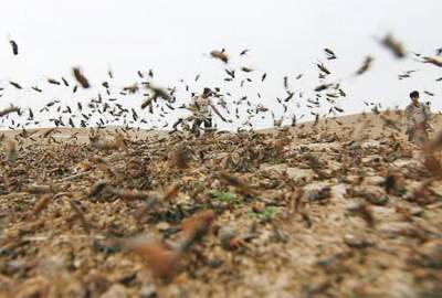 هجوم گسترده ملخ‌ها در ولایات شمالی ۱.۲ میلیون تن گندم را نابود می‌کند