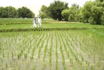 ساحات زراعتی تحت کشت در افغانستان ۷.۷ درصد افزایش یافته است