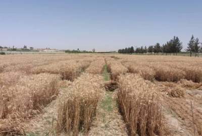 Wheat Yield at Its High Record in Baghlan