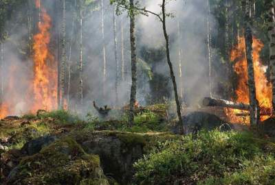 ادامه آتش سوزی در جنگلات کنر و نورستان/ تاکنون بیش از ۱۸۰ هکتار جنگل سوخته است