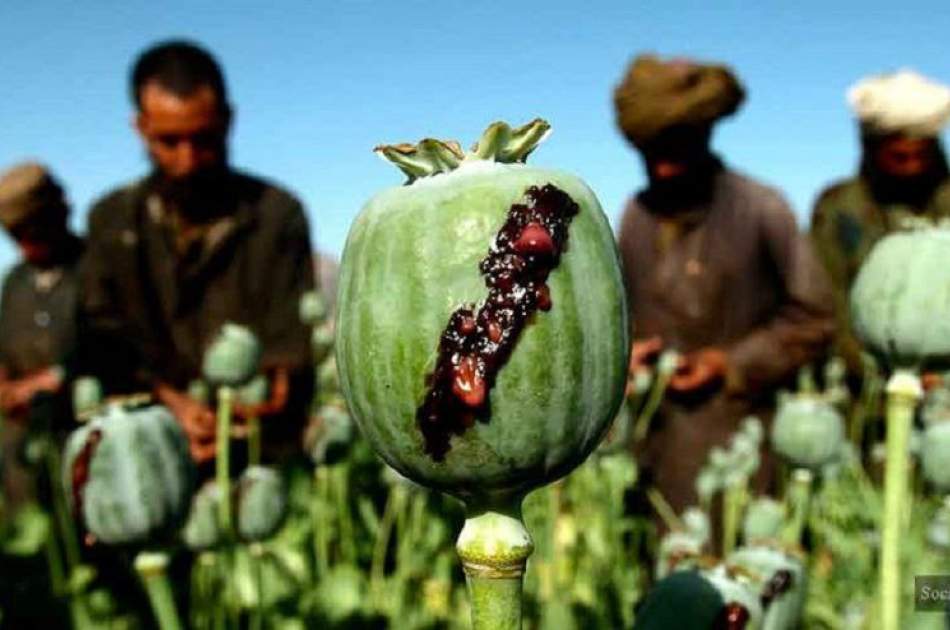 رد گزارش سازمان ملل مبنی بر افزایش تولید موادمخدر و قاچاق آن از افغانستان از سوی امارت اسلامی