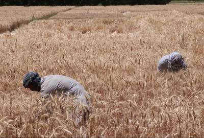 Afghanistan’s wheat production to hit 5 million tons this year: ministry