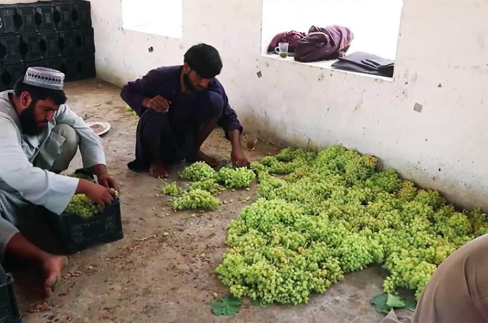 400 tons of Kandahar grapes being exported to Pakistan daily