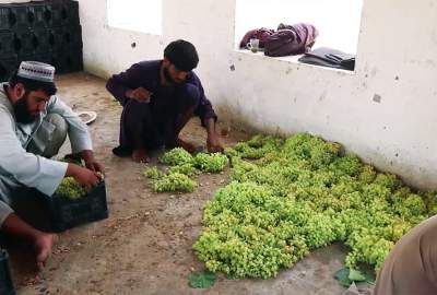 400 tons of Kandahar grapes being exported to Pakistan daily