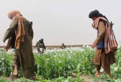 تخریب مزارع کوکنار در ولسوالی اجرستان غزنی