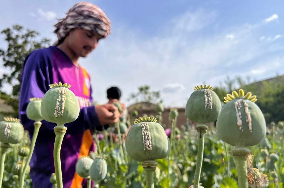 IEA: Regional Countries Using drug concerns to ‘pressurize’ Afghanistan