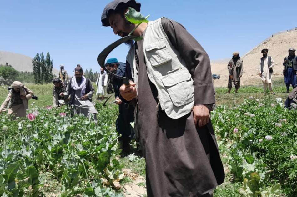Clearing 40 thousand acres of land from poppy cultivation in Badakhshan