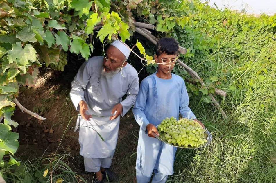کاهش80 درصدی محصولات انگور در ولایت بلخ