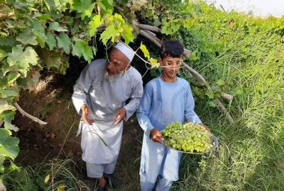 کاهش80 درصدی محصولات انگور در ولایت بلخ