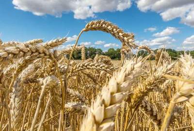 Kazakhstan to double wheat supplies to Afghanistan