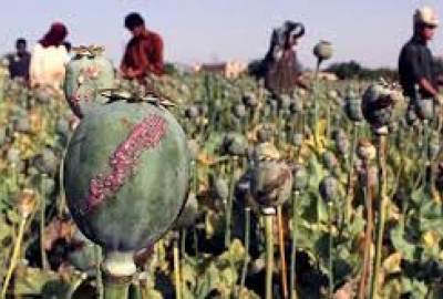 Poppy Farms Destroyed Across Afghanistan