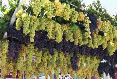 The 7th Annual Grape, Honey and Fig Festival Held in Herat