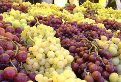 کاهش ۶۰ درصدی حاصلات انگور در سمنگان