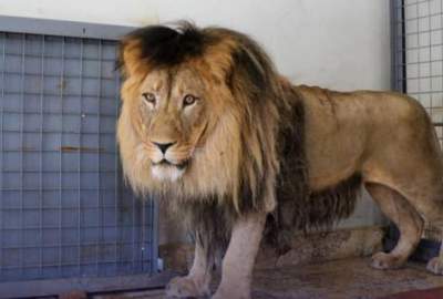 یک شیر نسل افریقایی از سوی فامیل حشمت خان خلیل کرزی به باغ_وحش کابل تسلیم داده شد