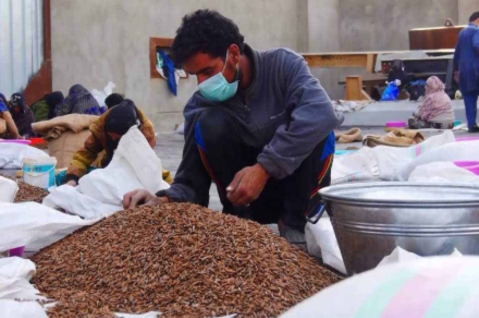 Nearly 800 Tons of Pine Nuts Exported In the past 5 Months