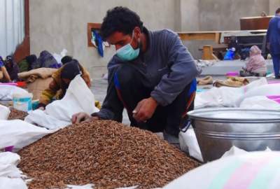 Nearly 800 Tons of Pine Nuts Exported In the past 5 Months