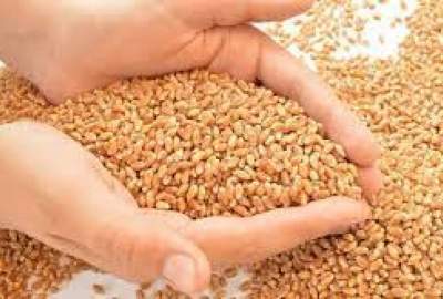 تولید گندم در کشور ۱۳ درصد افزایش یافته/ تخم‌های اصلاح شده برای کشاورزان توزیع شده است
