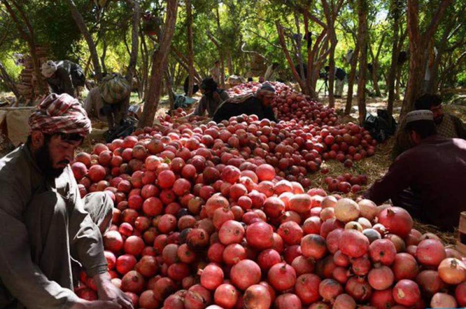 Pakistan allowed the import of Afghani fruits and vegetables again