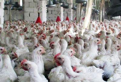 حدود ۷ هزار فارم مرغ‌پروری در افغانستان وجود دارد