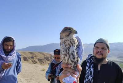 اجرای قاطع فرمان ممنوعیت شکار و قاچاق پرنده‌های کمیاب در بلخ
