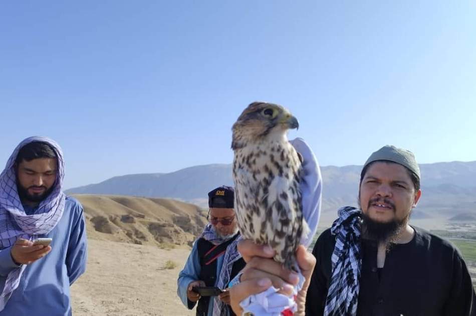 Decisive implementation of the decree banning the hunting and smuggling of rare birds in Balkh