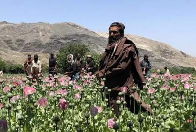 کشت خشخاش در افغانستان ۸۵ درصد کاهش یافته است