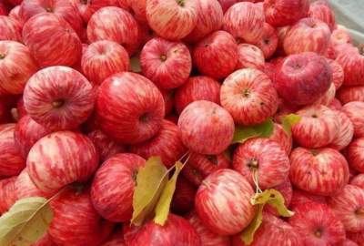افزایش 9 درصدی حاصلات سیب در ولایت بدخشان