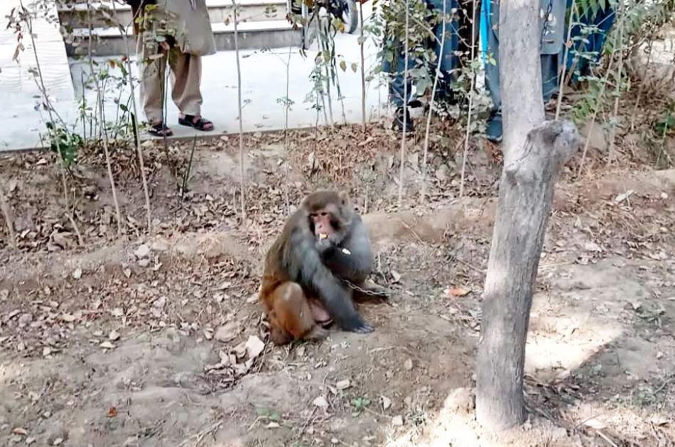 یک «میمون» از سوی ریاست محیط زیست بلخ به کوه های شادیان رها شد