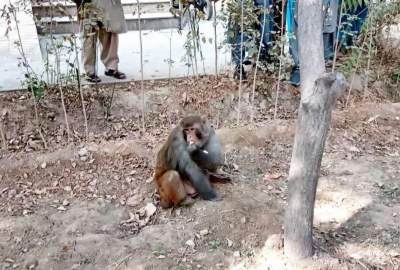 یک «میمون» از سوی ریاست محیط زیست بلخ به کوه های شادیان رها شد