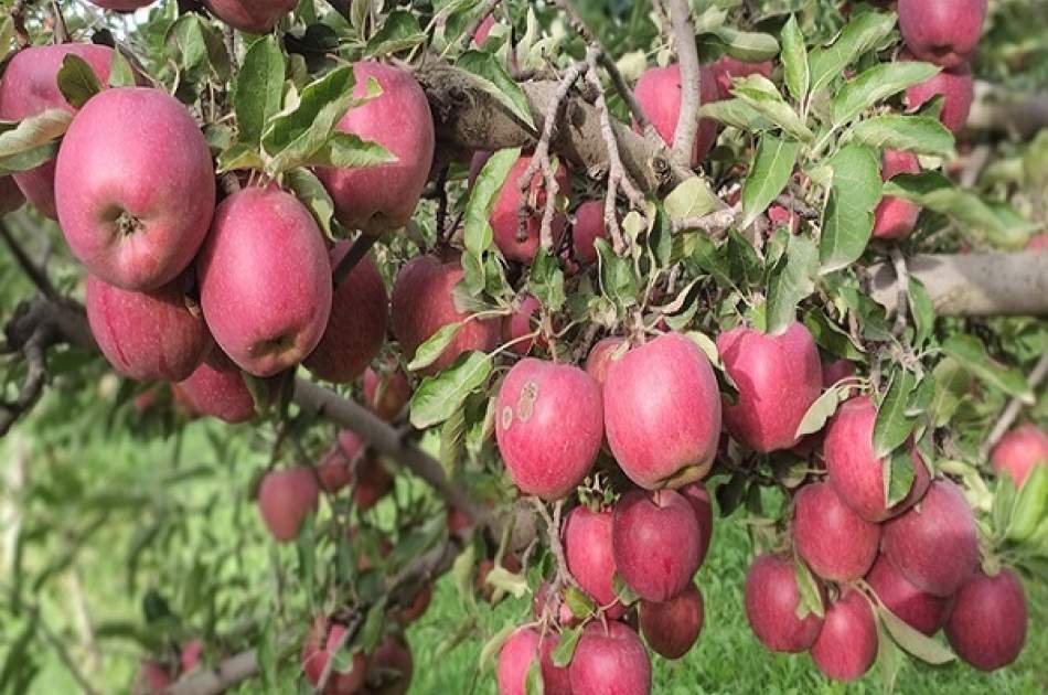 افزایش دو برابری حاصلات سیب در فاریاب