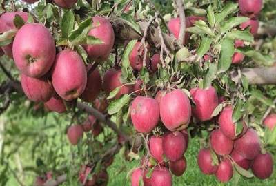 افزایش دو برابری حاصلات سیب در فاریاب