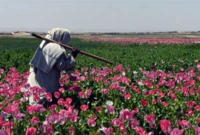 سازمان ملل: کاشت و تولید تریاک ۹۵ درصد در افغانستان کاهش یافته است