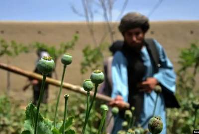 قوانین سخت‌گیرانه، ترویج کشت هینگ، زعفران  و پنبه؛ سبب کاهش کشت خشخاش در افغانستان شده است
