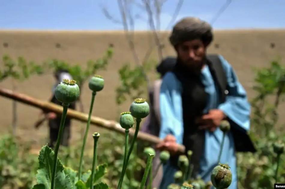 Strict laws, promotion of hing, saffron and cotton cultivation; It has caused a decrease in poppy cultivation in Afghanistan