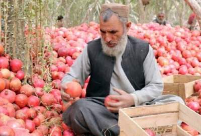 در سال جاری ۴۸ هزار و ۳۸۰ تُن انار به هند و قزاقستان صادر شده است