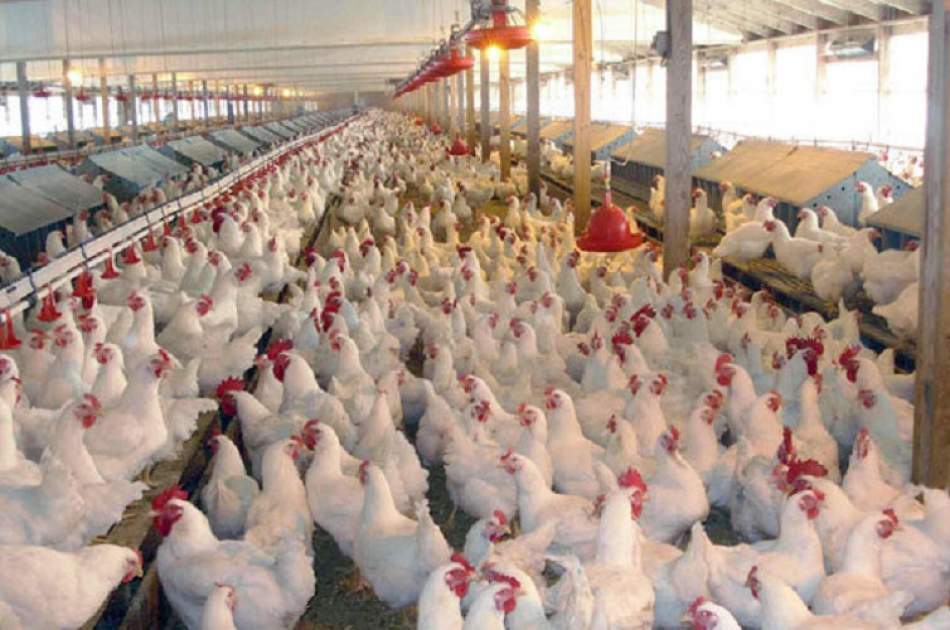 خواست شهروندان برای کاهش قیمت گوشت و تخم مرغ؛ وزارت زراعت: با تمام توان برای پیشرفت صنعت مرغداری تلاش می‌کنیم