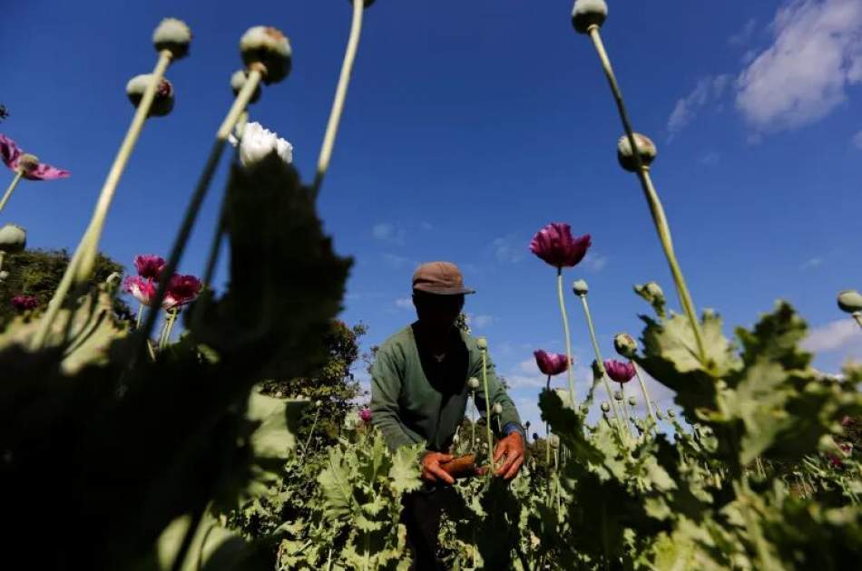 افغانستان دیگر بزرگترین تولیدکننده مواد مخدر نیست؛ میانمار سبقت گرفت!