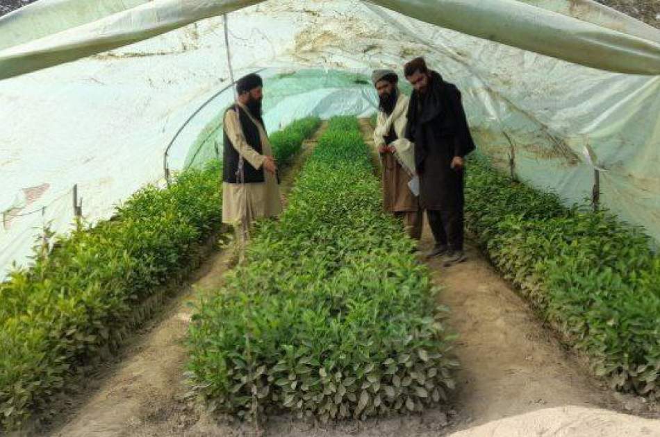 The work of the natural resources regulation project in Afghanistan is 60% completed