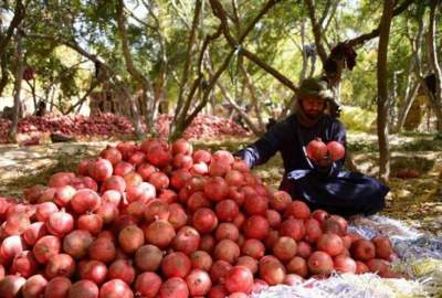 در سال جاری 118 هزار تن میوه از ولایت کندهار به خارج صادر شده است