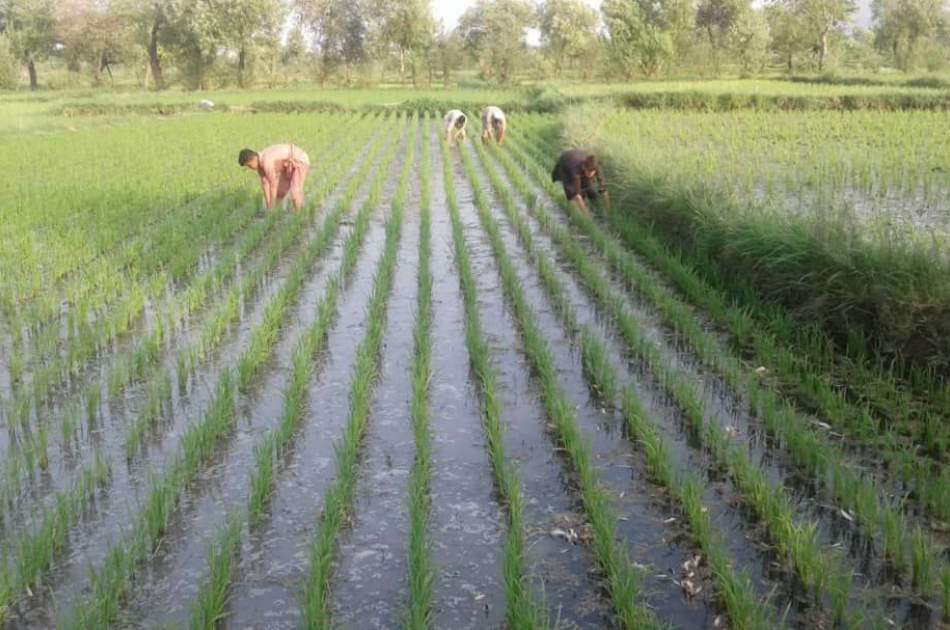 امسال نزدیک به ۴۰۰ هزار تُن برنج در سطح کشور تولید شده‌است