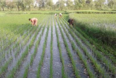 امسال نزدیک به ۴۰۰ هزار تُن برنج در سطح کشور تولید شده‌است