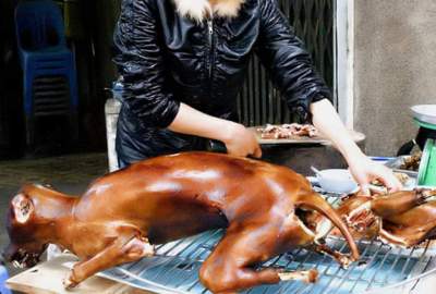 کوریای جنوبی خرید و فروش گوشت سگ را ممنوع کرد